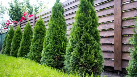 ​Wycinasz tuje na swojej działce? Możesz dostać porażający mandat