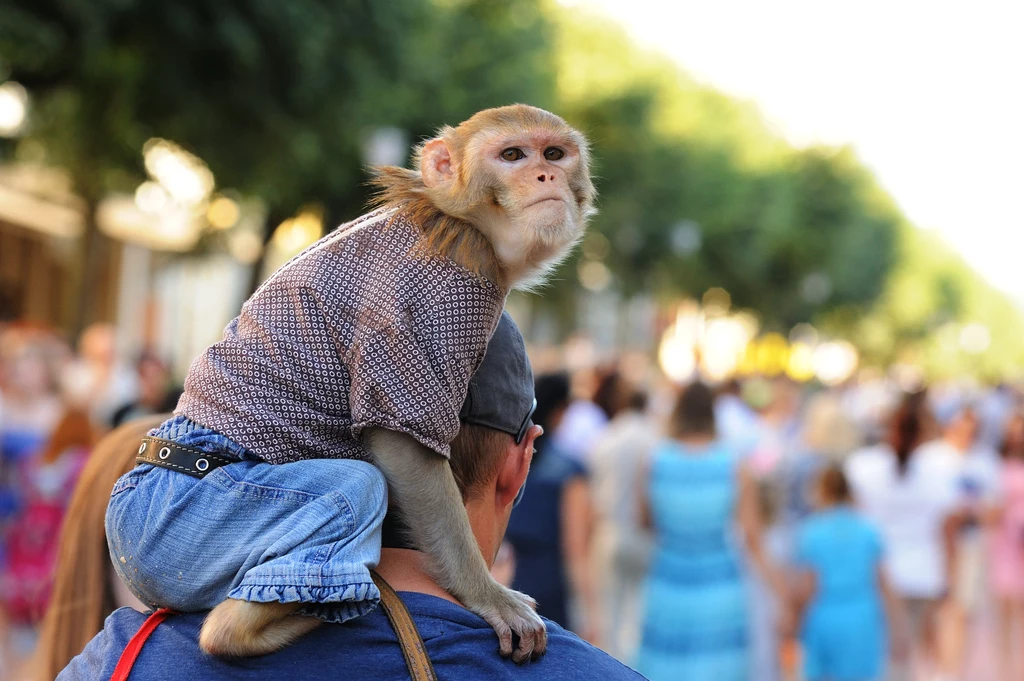 Małpki często na aukcjach pokazywane są w pięknych sukienkach oraz pieluszkach