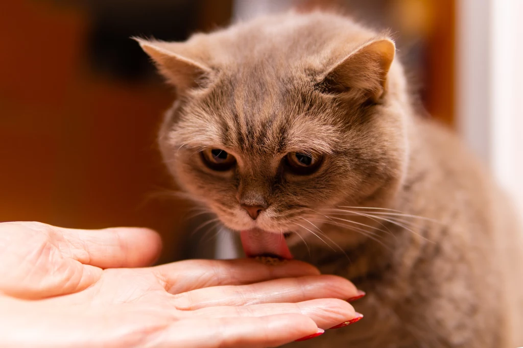 Kocia ślina może być groźna dla alergików 