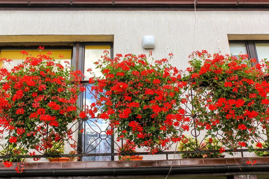 Jak się hoduje pelargonie? Eksperci alarmują: nie sadźmy ich na balkonach