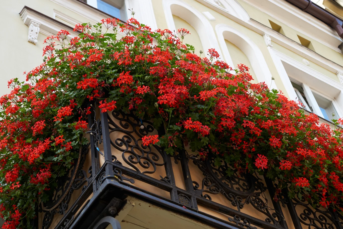 Wielu ogrodników decyduje się na zasadzenie pelargonii na balkonach Wielu ogrodników decyduje się na zasadzenie pelargonii na balkonach