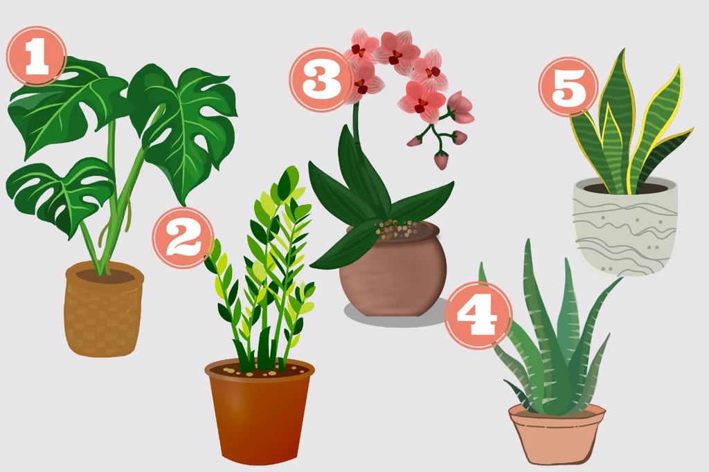 Którą roślinę wybierasz?  (Canva)