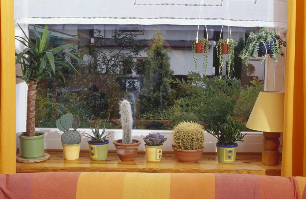 Według specjalistów od feng shui kaktusy mogą wprowadzić do naszego domu wyjątkowo złą aurę