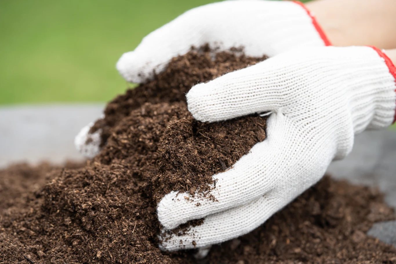 Do podłoża z hostami warto dodać odkwaszony torf. Do podłoża z hostami warto dodać odkwaszony torf.
