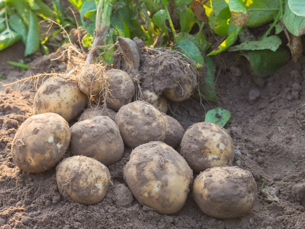 Sadzenie ziemniaków i ich uprawa wymaga odpowiedniej wiedzy
