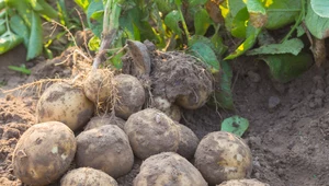 Jak prawidłowo uprawiać ziemniaki? Poznaj wskazówki dla początkującego ogrodnika