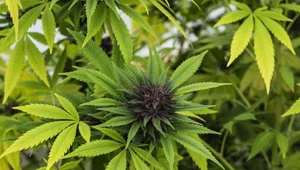 Legalizacja marihuany w Niemczech. Są nowe informacje