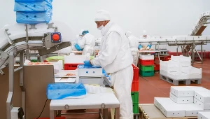 Przywrócenia ceł i kontyngentów na mięso drobiowe i jaja z Ukrainy oraz zablokowania wwozu żywności niespełniającej standardów bezpieczeństwa UE domagają się od ministra rolnictwa i KE przedstawiciele polskich organizacji drobiarskich