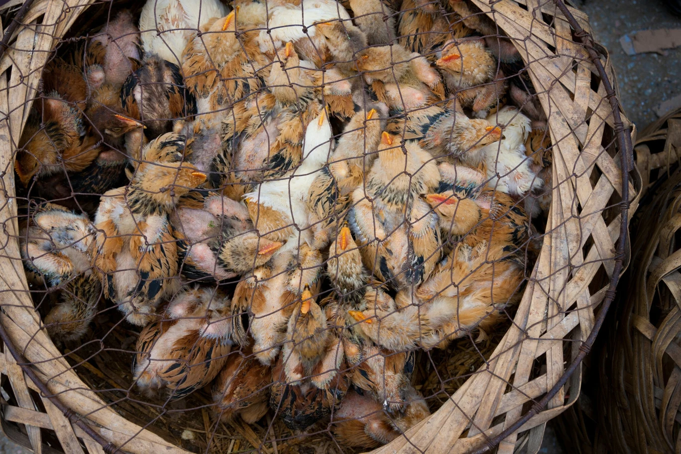 Sprzedaż żywych, dzikich zwierząt na targu owoców morza Huanan w Chinach, była najprawdopodobniej źródłem pandemii COVID-19 Sprzedaż żywych, dzikich zwierząt na targu owoców morza Huanan w Chinach, była najprawdopodobniej źródłem pandemii COVID-19