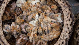 Handel dziki zwierzętami w Azji. ONZ szuka źródła wirusów