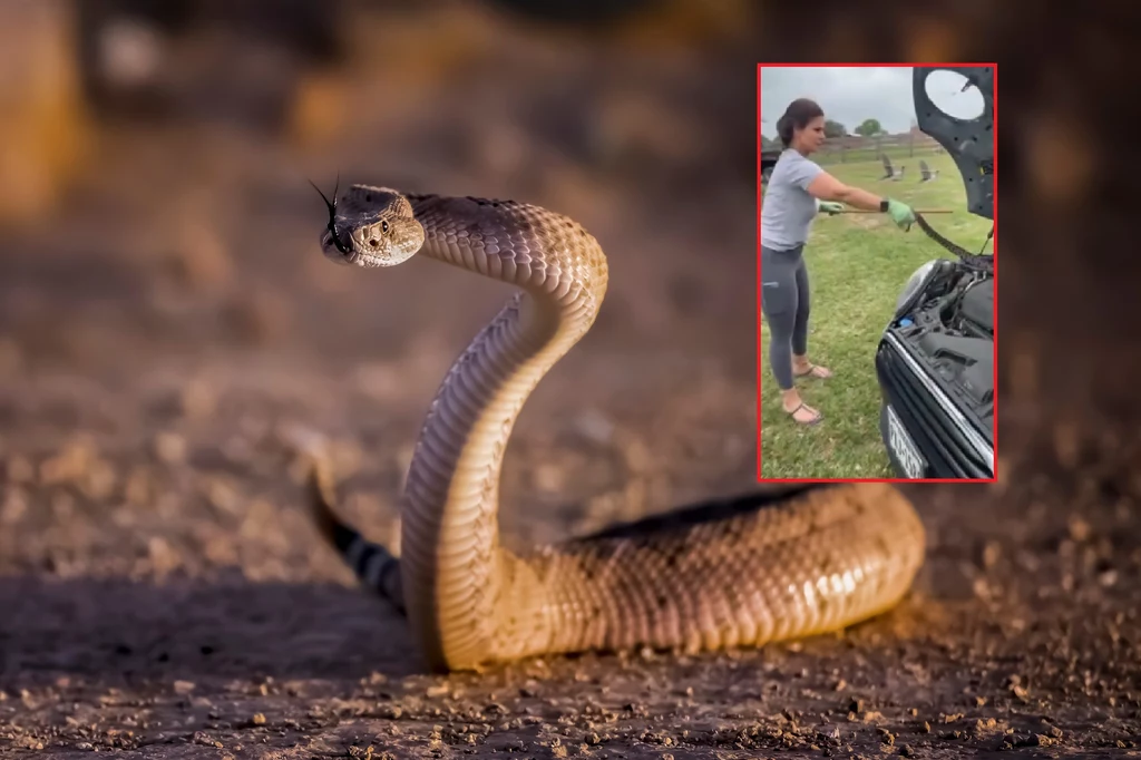 Kobieta bez większych obaw złapała za ogon węża i wyciągnęła go z samochodu.