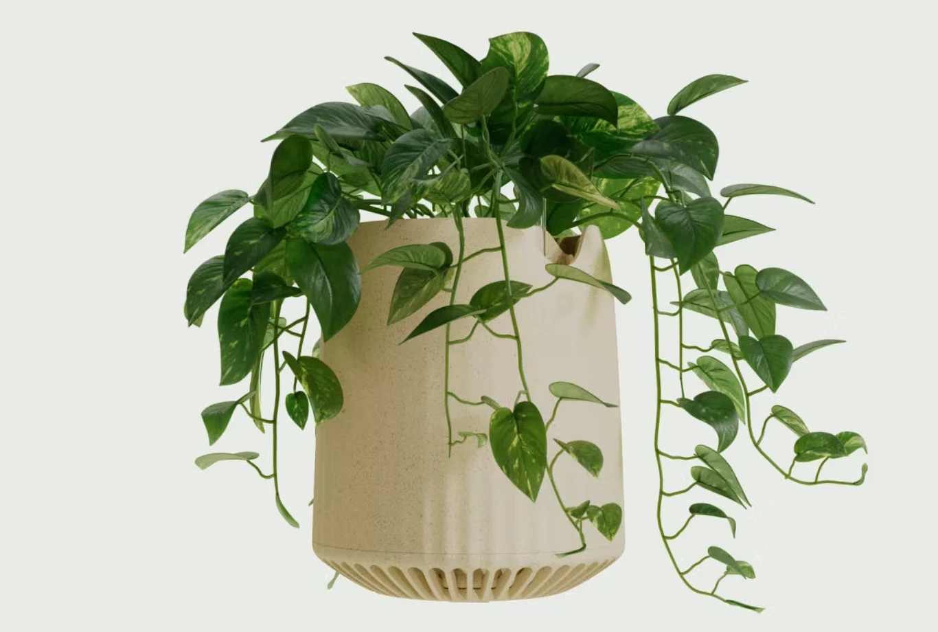 Te genetyczne mutanty Epipremnum złocistego usuwają zanieczyszczenia z powietrza Te genetyczne mutanty Epipremnum złocistego usuwają zanieczyszczenia z powietrza