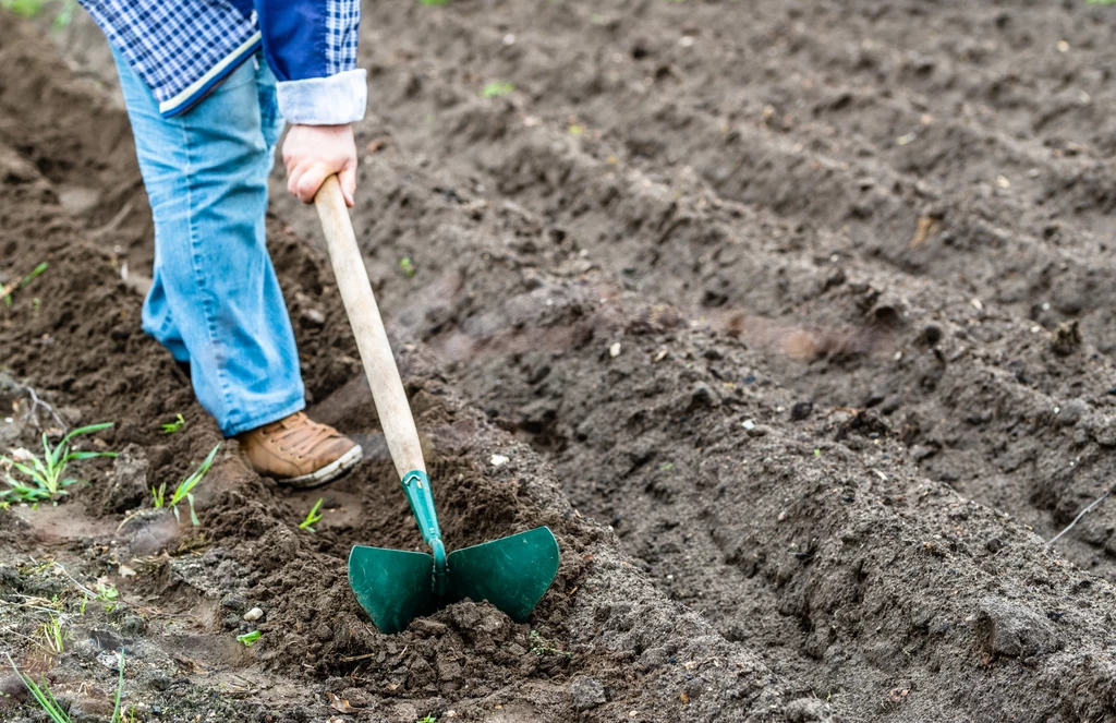 Podczas uprawiania ogródka warzywnego warto przestrzegać wszystkich zasad, przede wszystkim stosować płodozmian