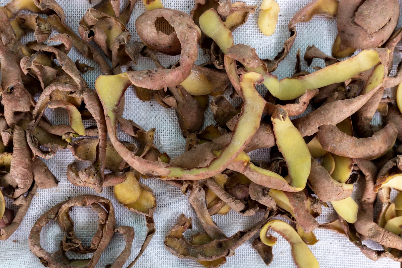 Obierki po ziemniakach odżywią rośliny ogrodowe. Dostarczą twoim pomidorom minerałów niezbędnych do rozwoju