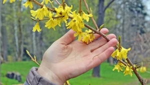 Rośnie w ogródkach Polaków. Mało kto wie, co zawierają jej kwiaty 