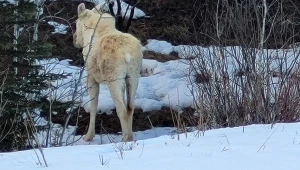 David Frizzell zauważył na poboczu drogi białego łosia
