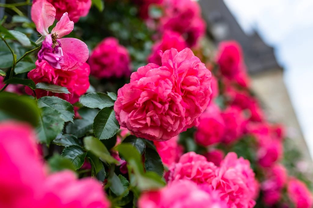 Róża pnąca stanowi piękną i bezpieczną alternatywę dla bluszczu