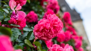 Róża pnąca stanowi piękną i bezpieczną alternatywę dla bluszczu