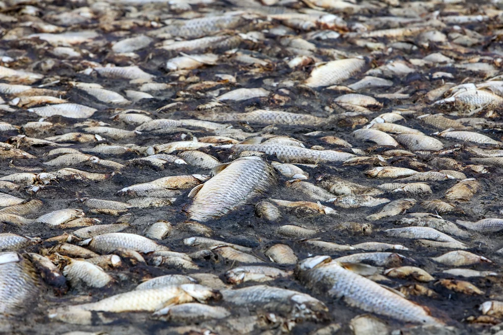 W zbiorniku Czernica w starorzeczu Odry niedaleko Wrocławia znaleziono 100 kilogramów śniętych ryb. Wstępne badania wykluczyły obecność metali ciężkich w wodzie, ale potwierdziły obecność złotych alg