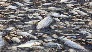 Martwe ryby w zbiorniku przy Odrze. Znaleziono złote algi