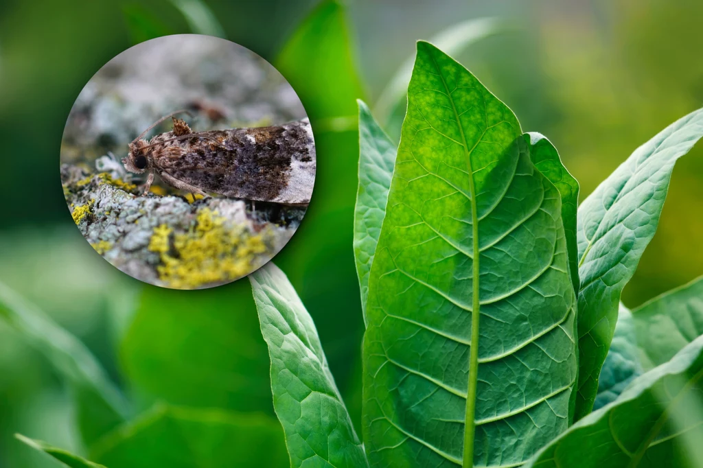 Naukowcy odkryli nowy, naturalny sposób na szkodniki. Zmodyfikowali rośliny tytoniu tak, aby zwabiały feromonami niszczące uprawy ćmy. Dzięki temu z tytoniu mogą powstać pułapki na owady