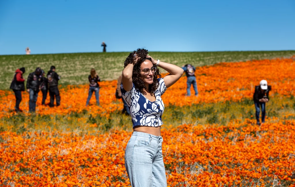 W Kalifornii w USA trwa wyjątkowe zjawisko superrozkwitu. Wzgórza stanu pokryły się kolorowymi dywanami z kwiatów. Niestety nie wszyscy potrafią respektować naturę i zdarza się, że turyści niszczą wyjątkowe i cenne rośliny