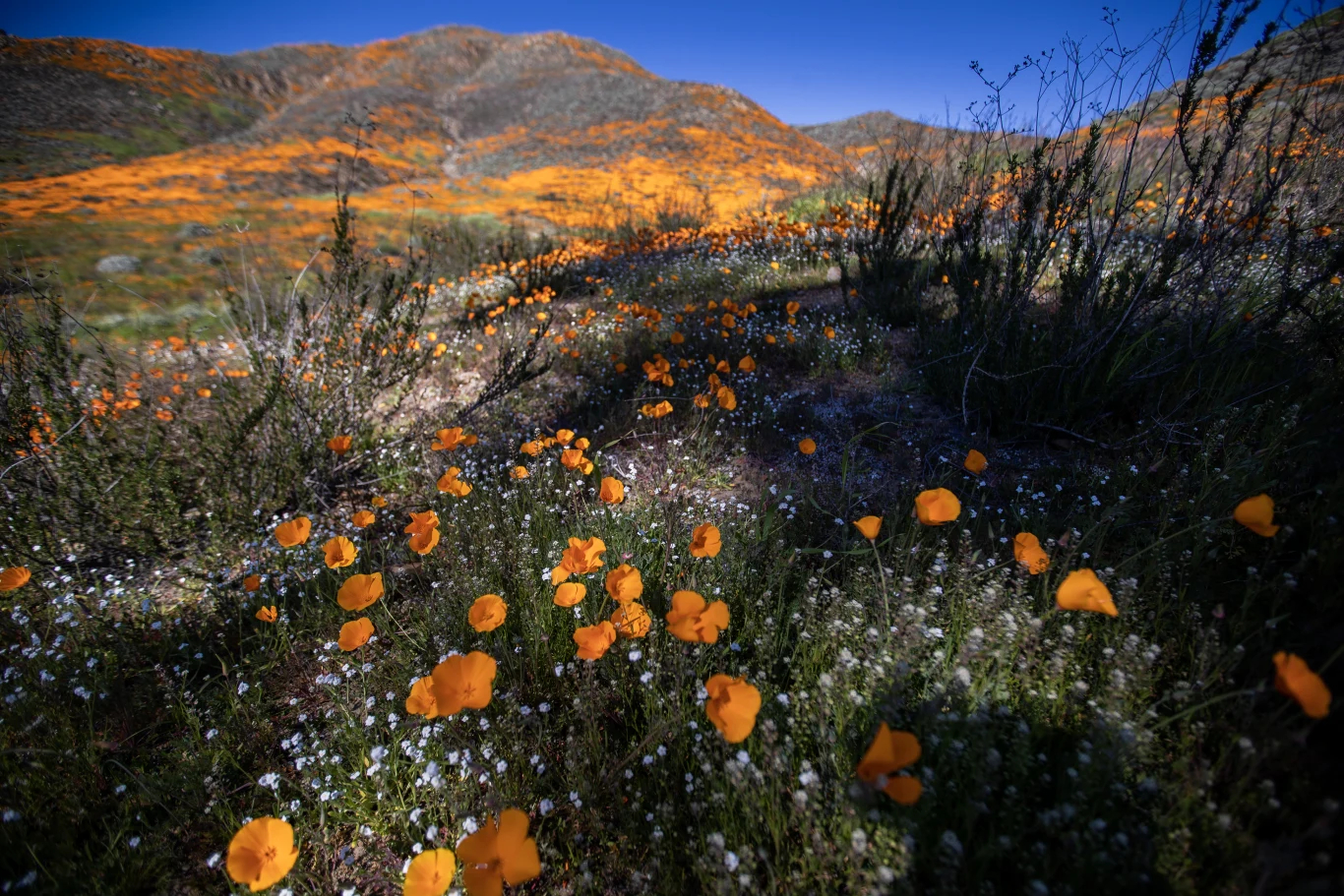 Ostatni superrozkwit w Kalifornii miał miejsce cztery lata temu. Ze względu na nieroztropne zachowanie turystów nazwano go "apokalipsą maków" Ostatni superrozkwit w Kalifornii miał miejsce cztery lata temu. Ze względu na nieroztropne zachowanie turystów nazwano go "apokalipsą maków"