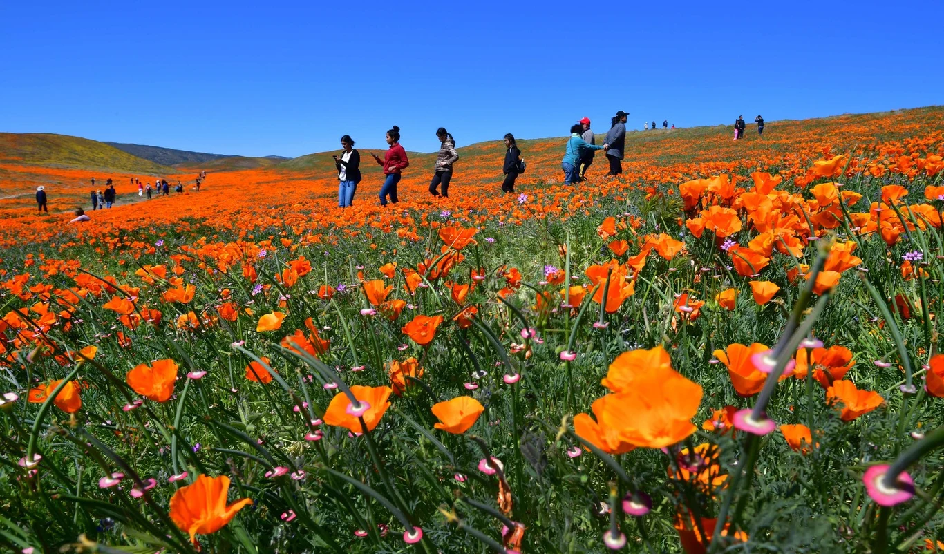 Lokalne władze w Kalifornii tak bardzo obawiają się zniszczeń w okresie superrozkwitu, że zamknęły niektóre szlaki Lokalne władze w Kalifornii tak bardzo obawiają się zniszczeń w okresie superrozkwitu, że zamknęły niektóre szlaki