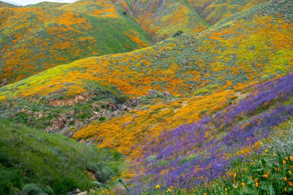 Feerię kolorowych kwiatów, które zakwitają podczas superrozkwitu w Kalifornii podobno widać nawet z kosmosu