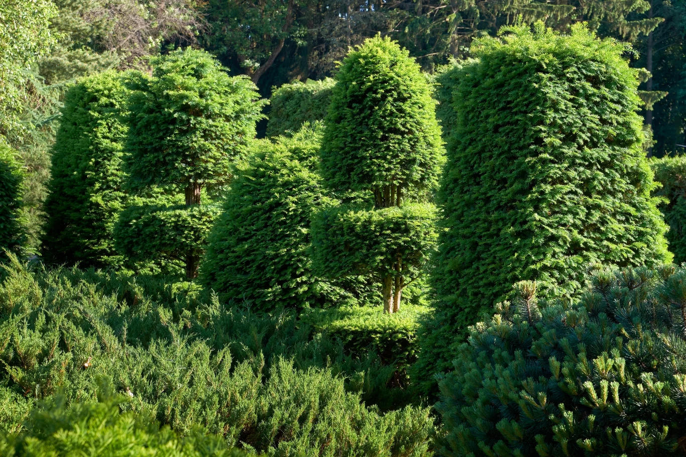 Cis rośnie wolno, przez co zachowa estetyczny kształt przez długi okres czasu