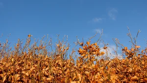 Ten żywopłot bije na głowę bukszpany i tuje. Ma piękne, jesienne kolory