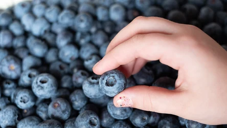 Prosty test pozwoli ci rozpoznać słodkie borówki amerykańskie bez próbowania.