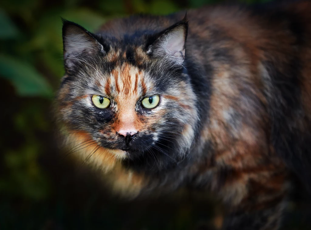 Szylkretowe koty to niemal wyłącznie osobniki płci żeńskiej