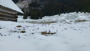 Krokusy w Dolinie Chochołowskiej zachwycają mimo śniegu. Zobacz zdjęcia