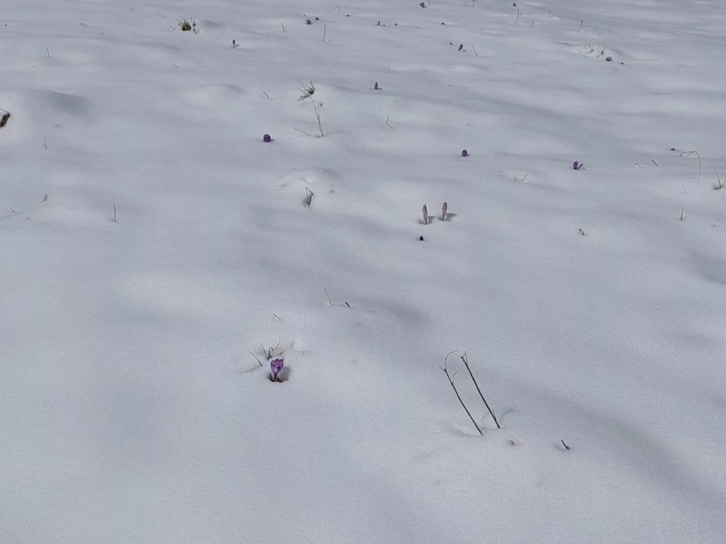 Krokusy w śniegu w Dolinie Chochołowskiej 12 kwietnia
