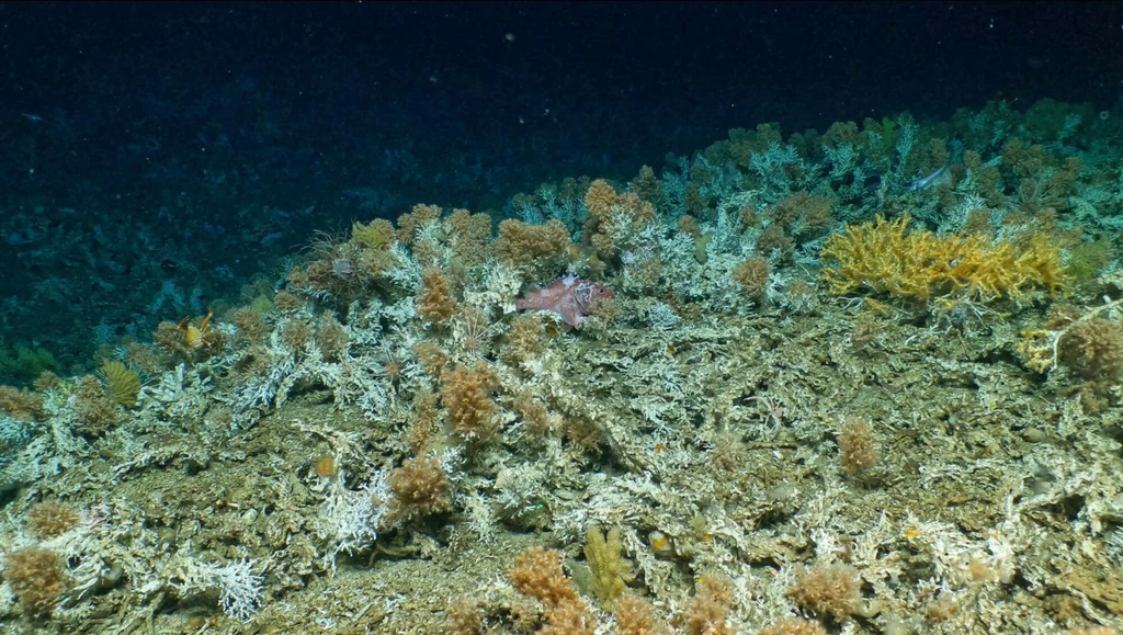 Nienaruszona rafa koralowa ma 2 km