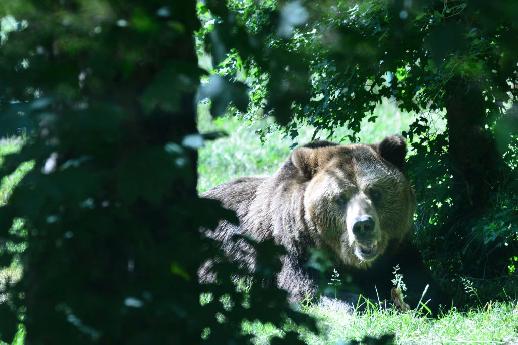 Niedźwiedzica, która pogryzła śmiertelnie włoskiego biegacza została schwytana
