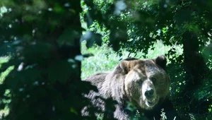 Niedźwiedzica, która pogryzła śmiertelnie włoskiego biegacza została schwytana