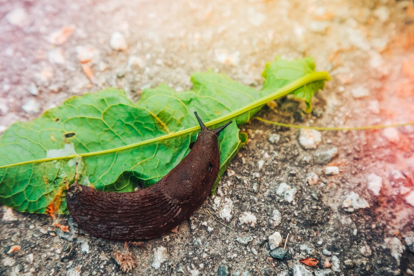 Jak pozbyć się ślimaków z ogródka? Wystarczy jeden produkt z naszej kuchni Jak pozbyć się ślimaków z ogródka? Wystarczy jeden produkt z naszej kuchni
