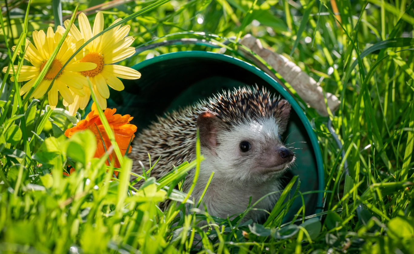 Ślimaki ogrodowe uciekają w popłochu przed jeżami