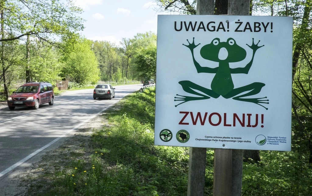 Uwaga kierowcy - rozpoczął się okres migracji płazów - w okolicach zbiorników wodnych można się spodziewać nietypowych utrudnień