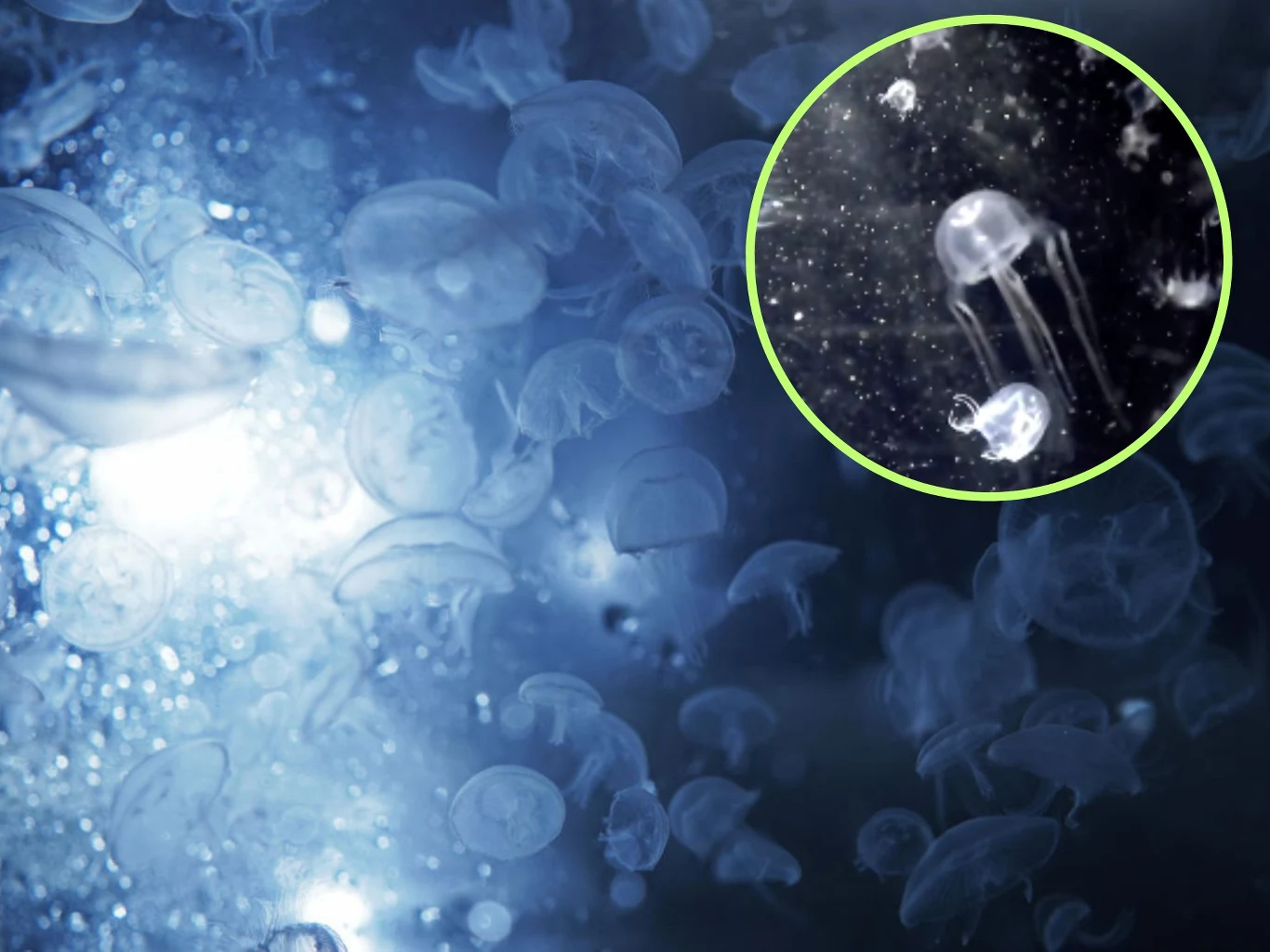 Meduza ma 12 par oczu Meduza ma 12 par oczu