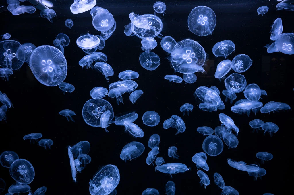 Meduzy Meduzy