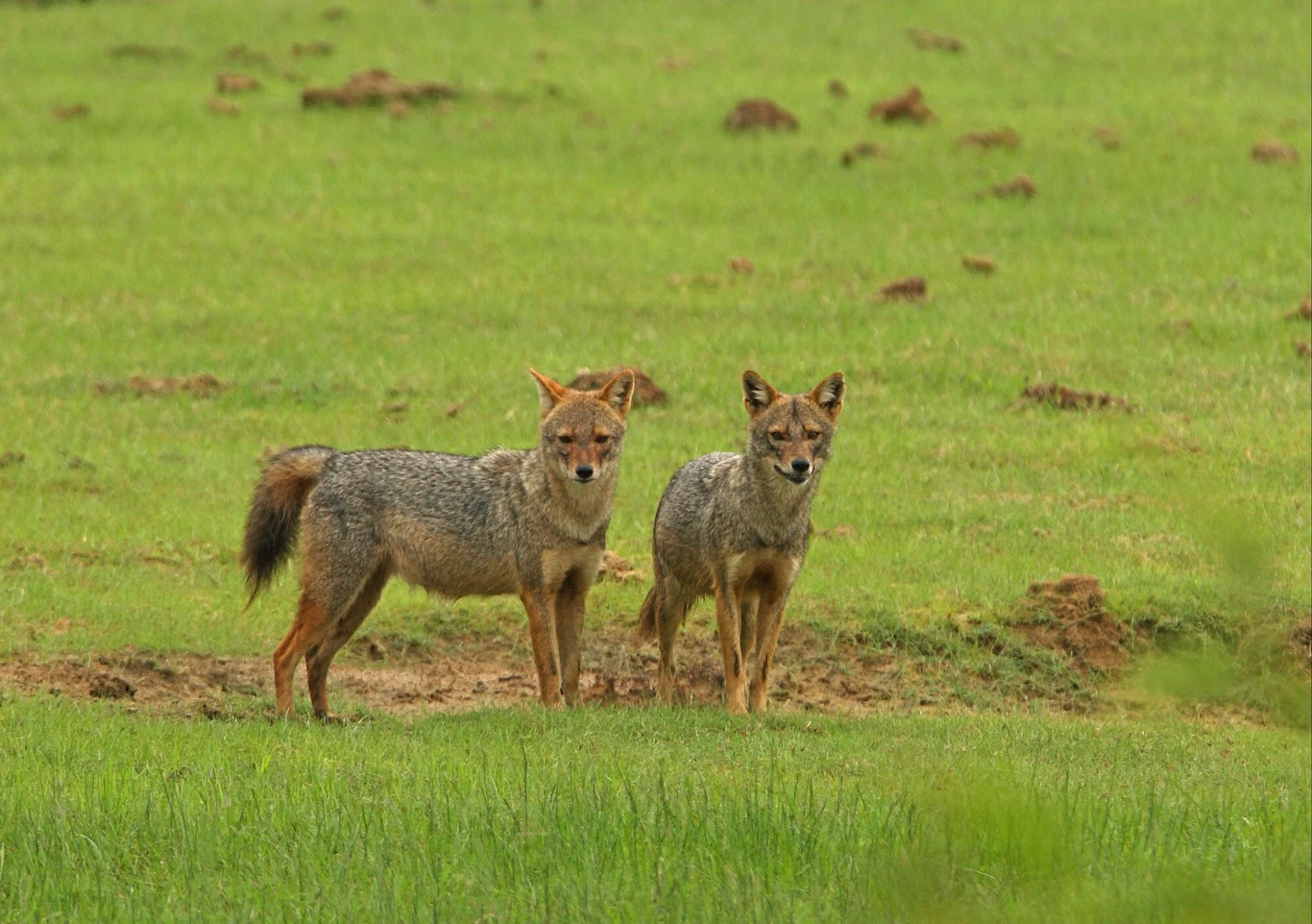 Szakale na Sri Lance
