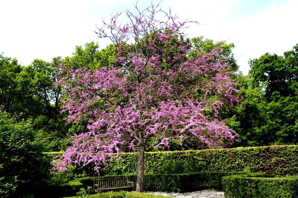 Judaszowce to zjawiskowe drzewa, które kwitną wiosną
