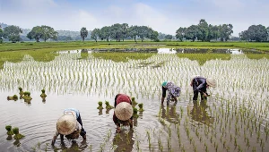 Światu grozi najpoważniejszy niedobór ryżu od 20 lat