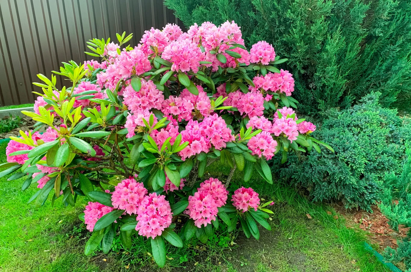 Rododendron w ogrodzie