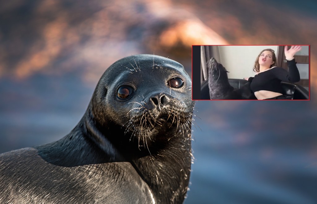 Fotografowanie się z dzikimi zwierzętami poza zoo i delfinarium jest zabronione w Ukrainie.