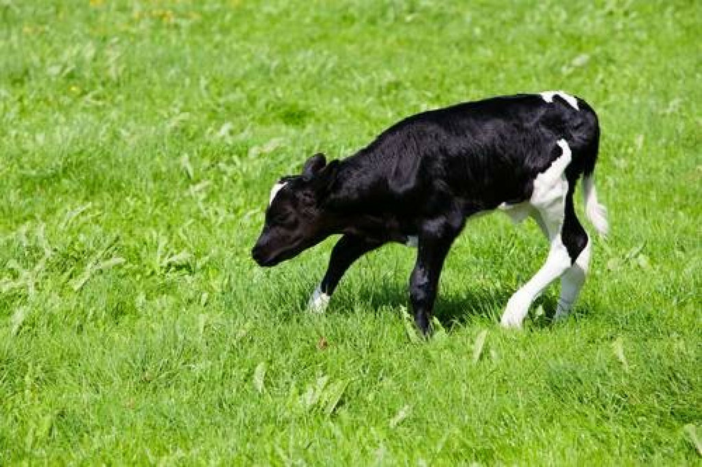 Na całym świecie działają sanktuaria dla uratowanych zwierząt. Żyją tu w spokoju aż do naturalnej śmierci