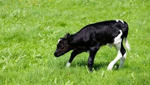 Na całym świecie działają sanktuaria dla uratowanych zwierząt. Żyją tu w spokoju aż do naturalnej śmierci